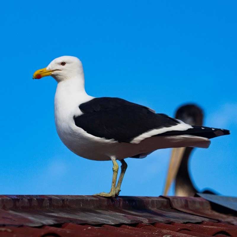gaviota dominicana 002